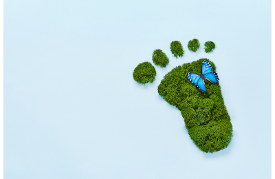 March-2024-blog-sustainable-future-Butterfly foot print.png